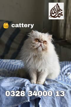 CFA bloodline pure pershion punch face Tripple coated kittens pair