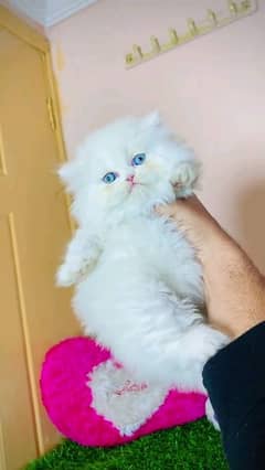 pairsian healthy and active kitten for sale