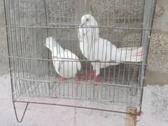 white patti wala pair sale. . .