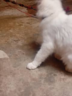 female cute persian cat