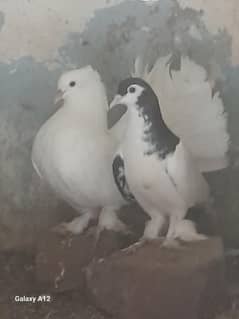 lacka male or female