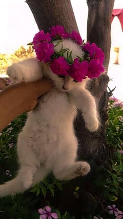 cat baby