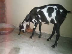 goat with male kid