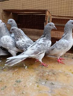 slaty kmagar breeder fair available