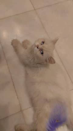 cat for sale triple coat