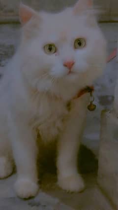 Persian Cat for sale contact #03490016919