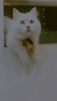 Persian