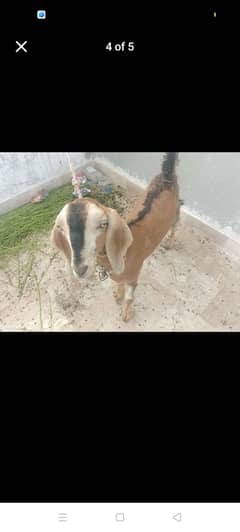 Monda wala Betal h 4 month ka 2ra wala abluke cros axay bakray hn