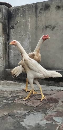 White Shamo