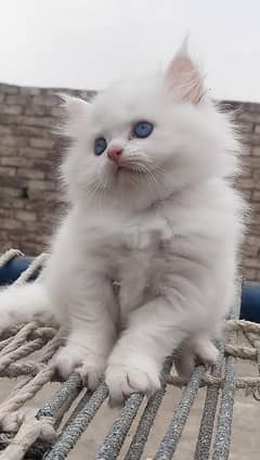 Blue eyes male cat 40 to 45 days age little train