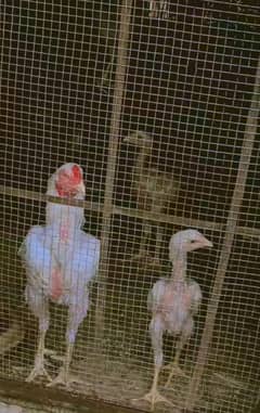 heera crops chick's