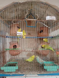 Budgies with Cage