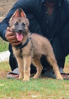 Alsatian