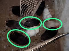 Zero Size Buff Bantam Breeders layers for sale