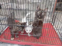 3 Beautiful Kitten's