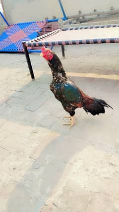 best aseel quality birds