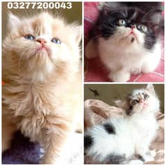 CFA bloodline pure pershion punch face Tripple coated kittens pair