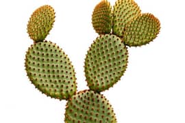 Bunny Ear Cactus Rs. 100