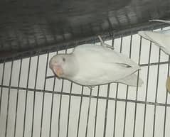 albino Red eye's