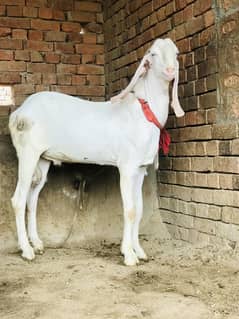 Pure Rajan puri bakra