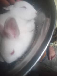 Rabbit  male and female