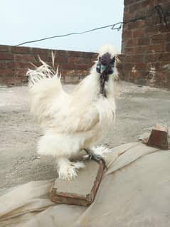 white silki male and brahama female