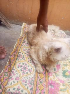 Persian cat