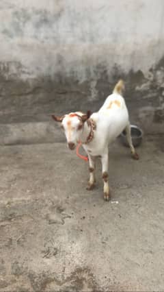 Teda