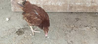 rir female