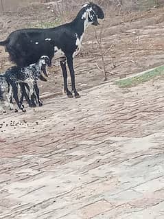 beetal bakri with two male kids