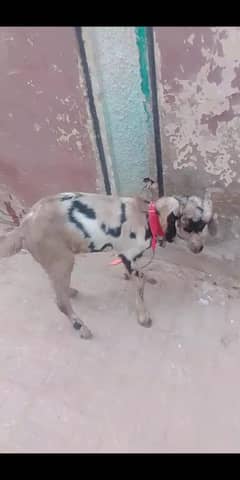 bakra(goats) 2 male