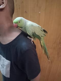 green parrot for sale age 2.5 year