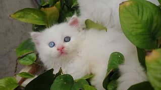 Persian kittens for sale