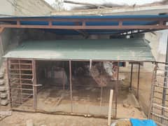 Pinjra | Hen and Birds Cage