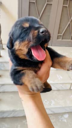 rottweiler