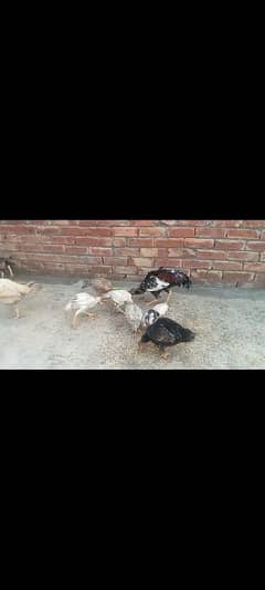 aseel hen and chicks for sale