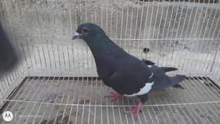 kabli