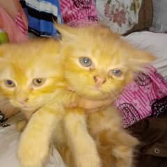 persian kittin for sale