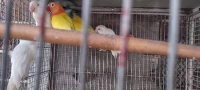 Love Birds For Sale