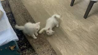 Persian Male Kittens