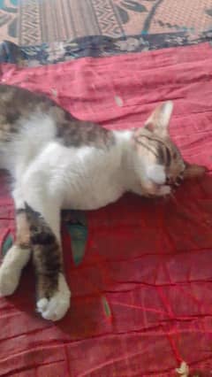 cat fram