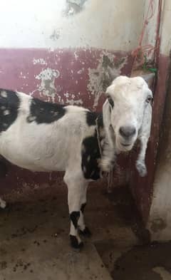 sher marka cras breed dodh wali goat sath 2 bakey b for sale