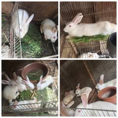 Complete Rabbit Family for sale - Healthy & Active Breeding Pair &kids