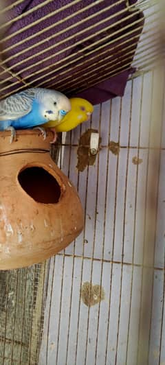 ak pair 2 chicks han first bread ha healthy and active hn