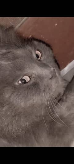 Persian male cat