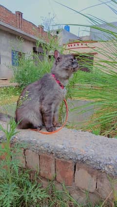 Persian Cat