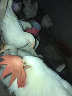 13 leyer sell krni h 60 days old h