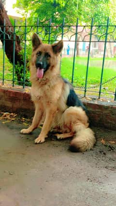 German shepherd female