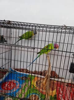 parrot pair