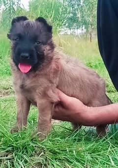 Belgium Shepherd mail 2 mahnt for sale active and healthy